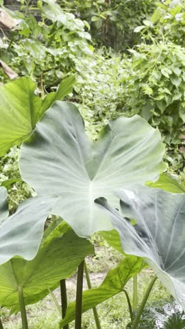 Keladi leaves dance in the rain, enchanting natural rhythm…