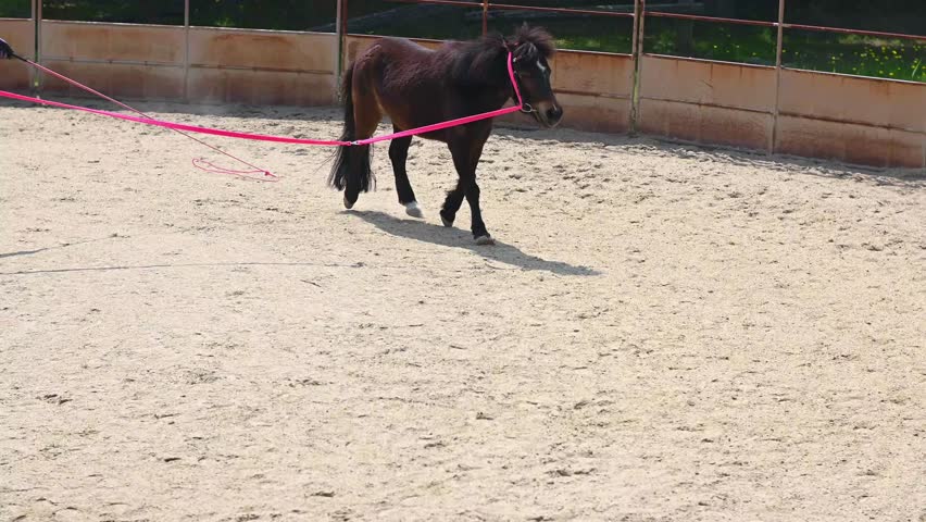 Longeing or lungeing a young horse and training in circles around the handler