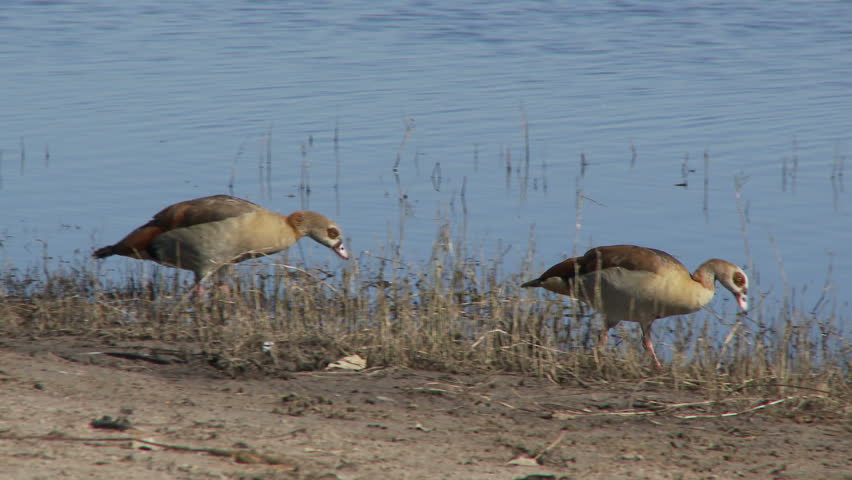 Egyptian geese walking on the banks of the Chobe River in search of food