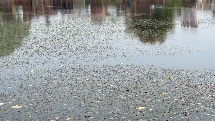 Pond filled with vegitation, water surface video