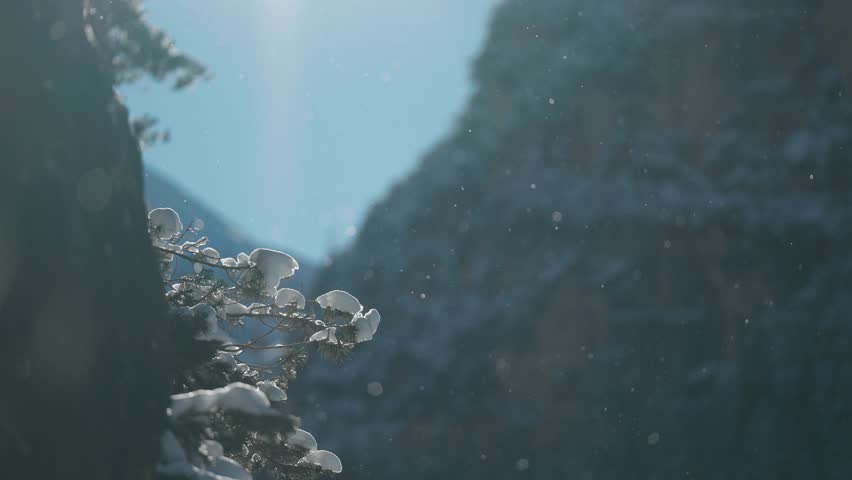 Shutterstock Video