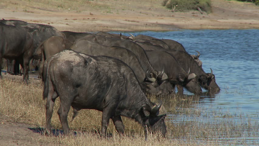 A herd of buffalo drinking when a buffalo gives a head toss at the annoying ox