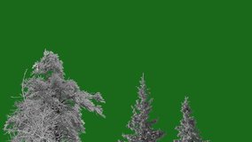 snow covered trees on green screen - Powered by Shutterstock - Get 15% off with code: PIKWIZARD15