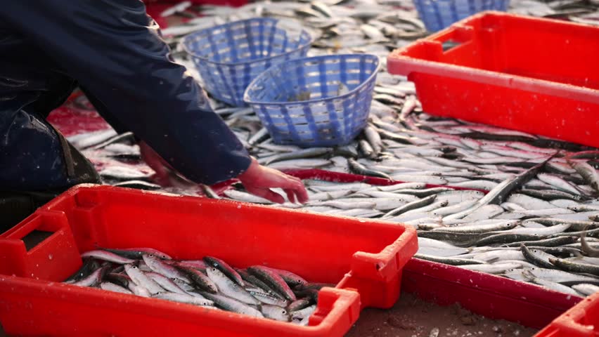 Fisherman Sorting Fresh Catch into Red and Blue Baskets on Boat Deck
