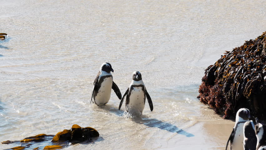 African many penguin closeup group mating on beach in Simon s Town, South Africa, breeding season behavior, natural courtship rituals. Intimate moments of mating, bonding, nesting on coastal dunes