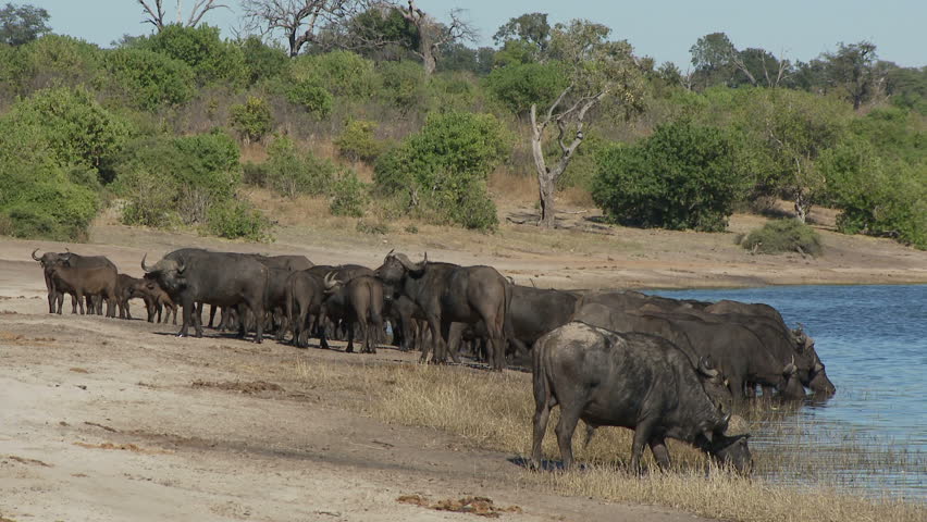 A herd of buffalo on the banks of the Chobe River