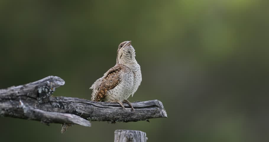 A different species of woodpecker.Nature background. Eurasian Wryneck. Jynx torquilla.