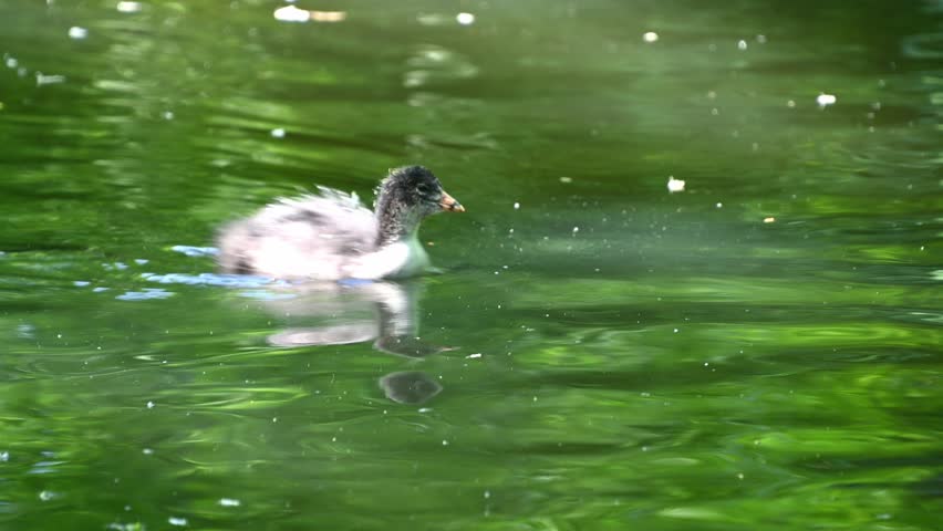 Young duckling swimming calmly through lush green pond. The Eurasian coot (Fulica atra)