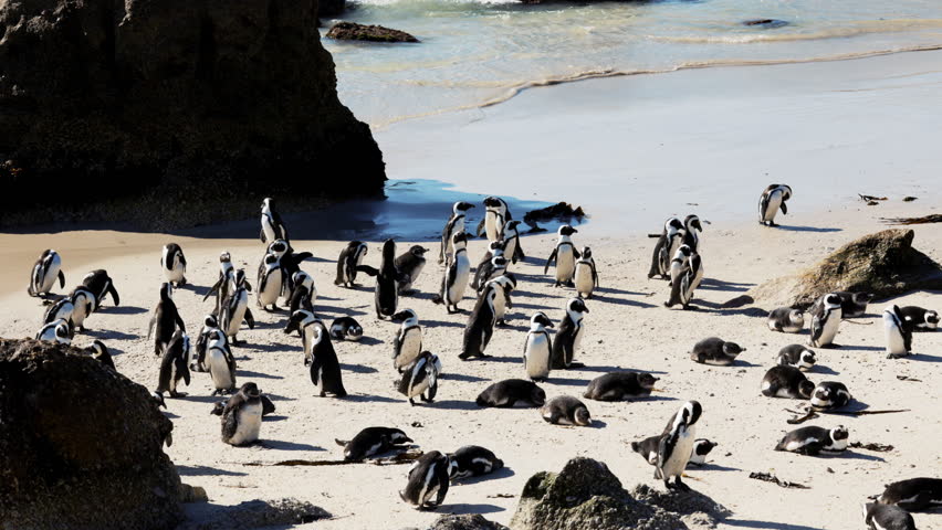 African many penguin colony mating on beach in Simon s Town, South Africa, breeding season behavior, natural courtship rituals. Intimate moments of mating, bonding, nesting on coastal dunes, seascape