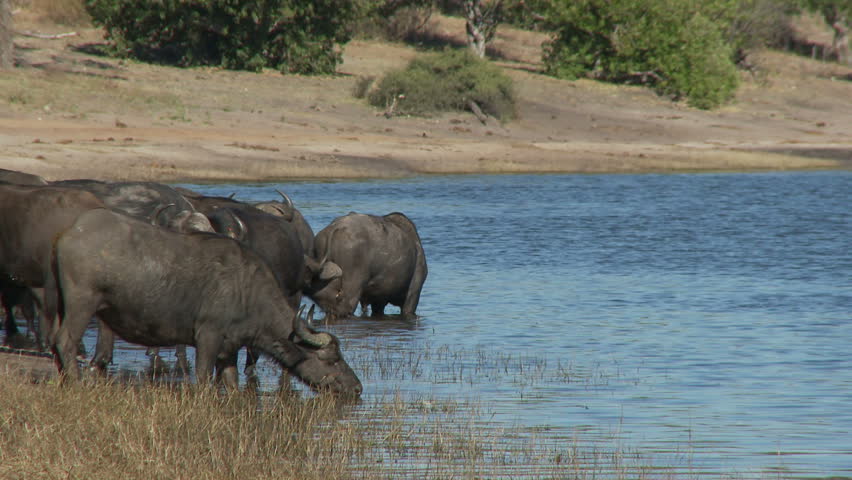 A herd of buffalo drinking 