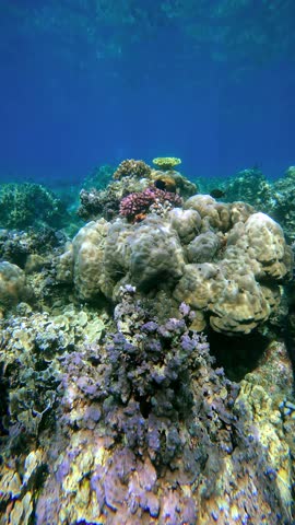 Underwater view of a coral reef with various colorful corals and marine life in clear water, Bali.