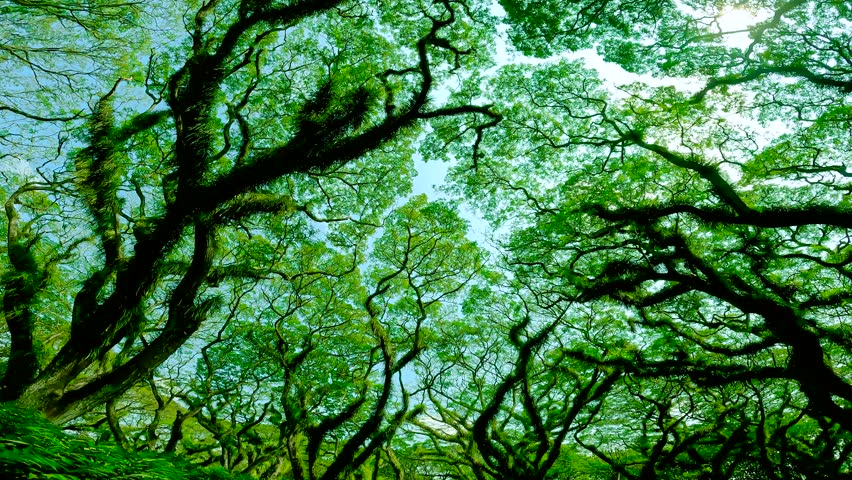 Low angle view looking up into the dense green canopy of tall trees in a forest, with sunlight filtering through the leaves, East Java.