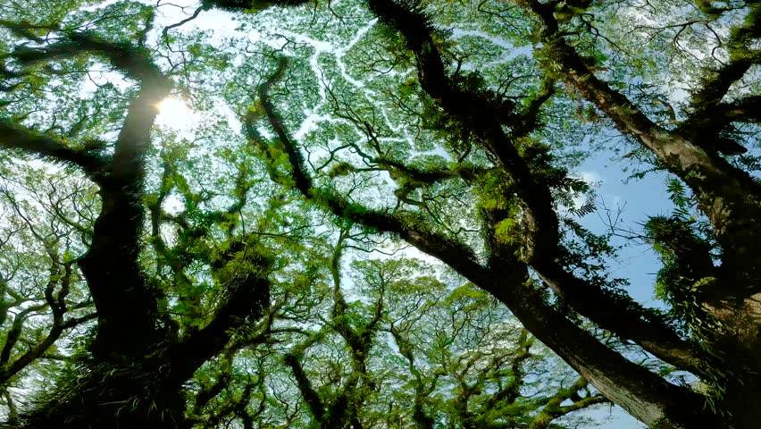Sunlight filters through the dense green canopy of large trees in a forest, with a path winding through. East Java, Indonesia.