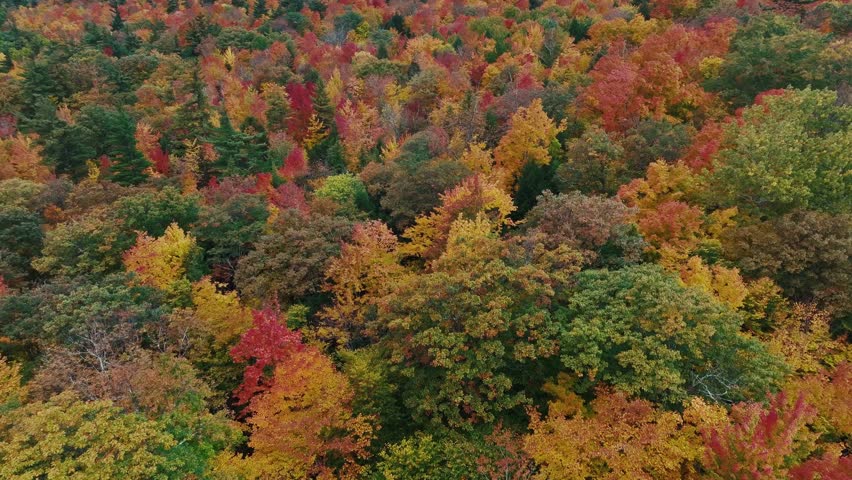 Aerial view of beautiful Autumn foliage with stunning nature colors