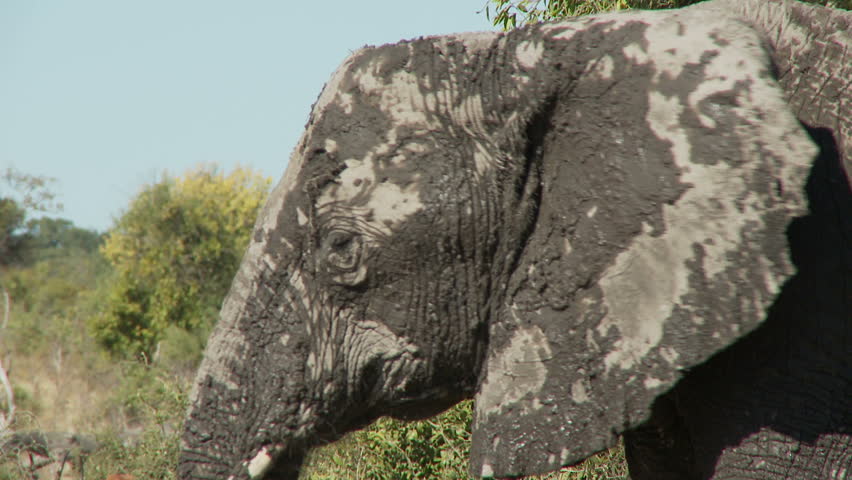 A muddy elephant scratches its eye with its trunk