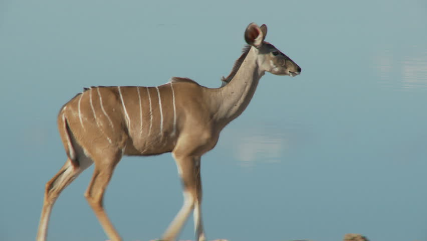 A female kudu walks along the riverbank