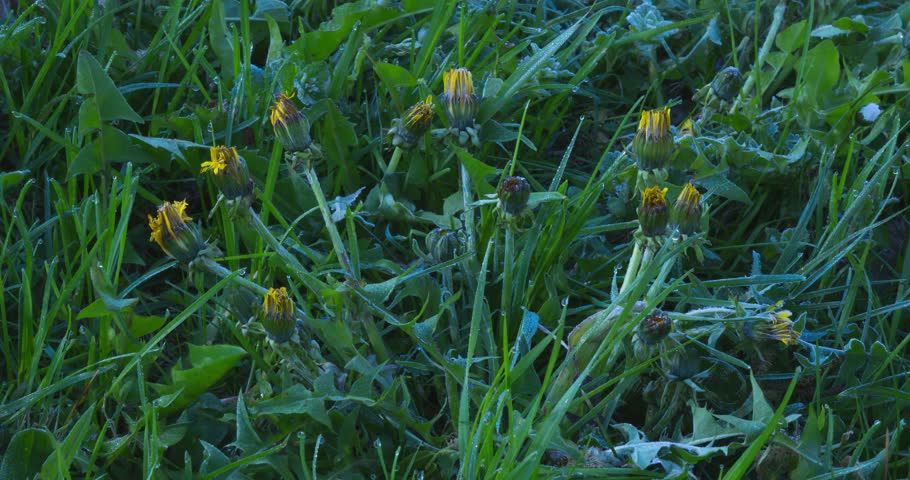 Yellow Dandelion Flower Blooming Fast in Spring Nature Time Lapse