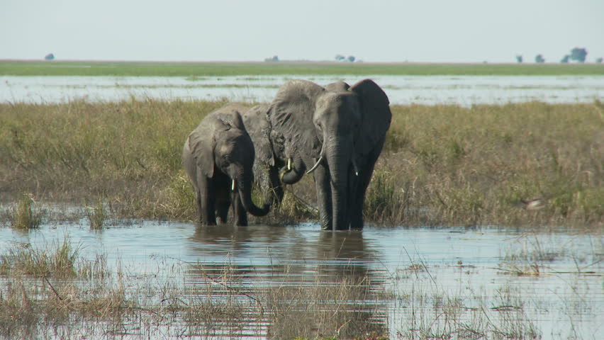A small family group of elephants drink from the chobe river as flocks of