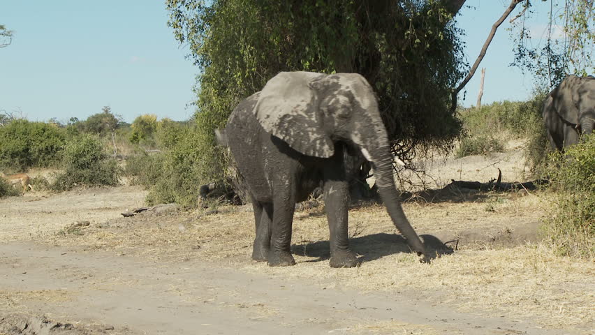 A female elephant walks along posturing as she goes by