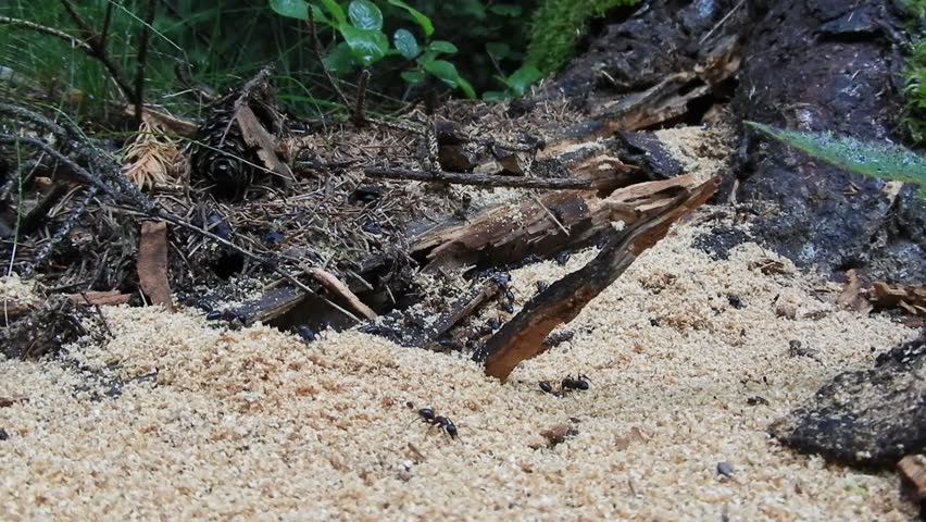 Ants work in the forest on an old tree and build their nest.
