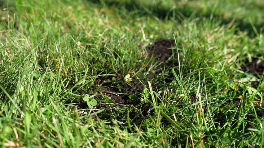 turning a compost pile in a community garden. compost full of microorganisms. sustainable regenerative agriculture with a soil sample in australia