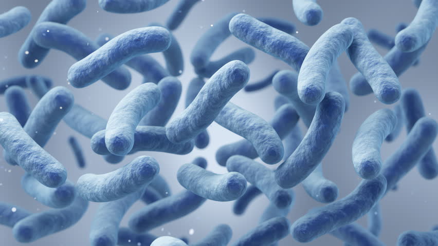 Lactobacillus bacteria, probiotic medical background 3d animation.