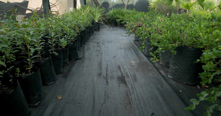 Rows of young plants growing in greenhouse nursery, thriving in natural light. horticulture, seedlings, growth, organic, sustainability, cultivation