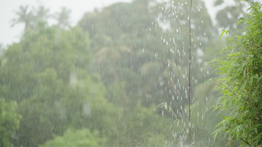 Slow Motion Rain Falling Near Bamboo and Dense Tropical Trees Captured from Side Angle with High Detail on Droplet Movement