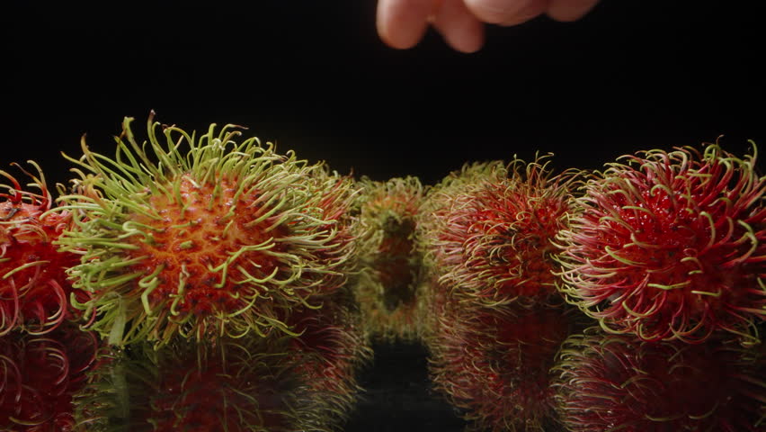 Hand Gently Picking Up Spiky Red Rambutan Fruit from Reflective Surface with Other Fruits Arranged in Background Under Studio Light.