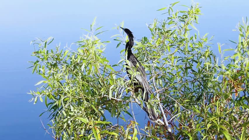 Anhinga Bird on the bush looking at the lake with calm water