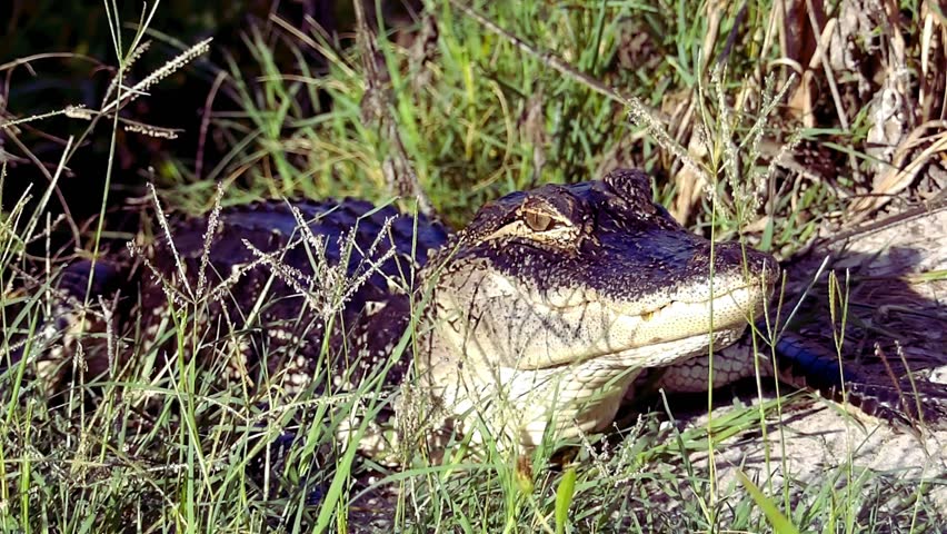 Alligator sitting on the side of the road 