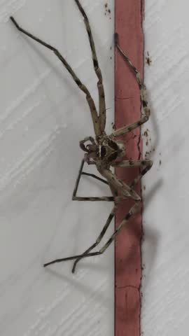 A spider licks legs on a grey color ceramic tile in bathroom 