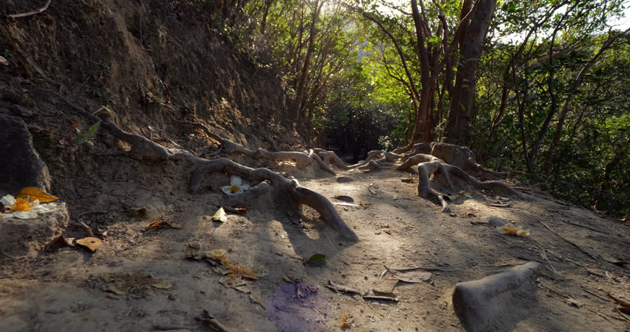 Low gliding camera smoothly moves over twisted, exposed tree roots sprawling across forest pathway on MacLehose Trail. Walked ground trail is adorned with few fallen white Hong Kong Gordonia flowers