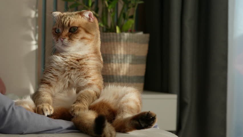 Adorably serious ginger Scottish Fold cat sits like a person with legs stretched out, gazing into the camera with a comically judgmental stare in soft morning light. High quality 4k footage