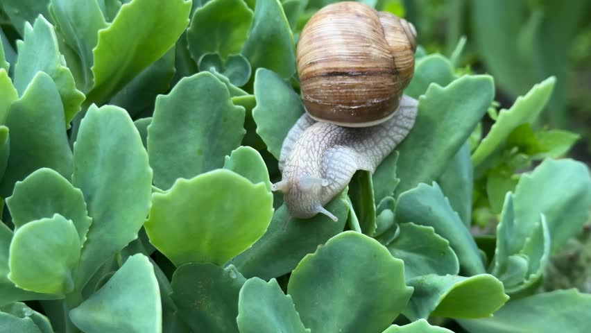A snail crawls on lush green leaves, showcasing natures slow pace and resilience, ideal for Earth Day themes