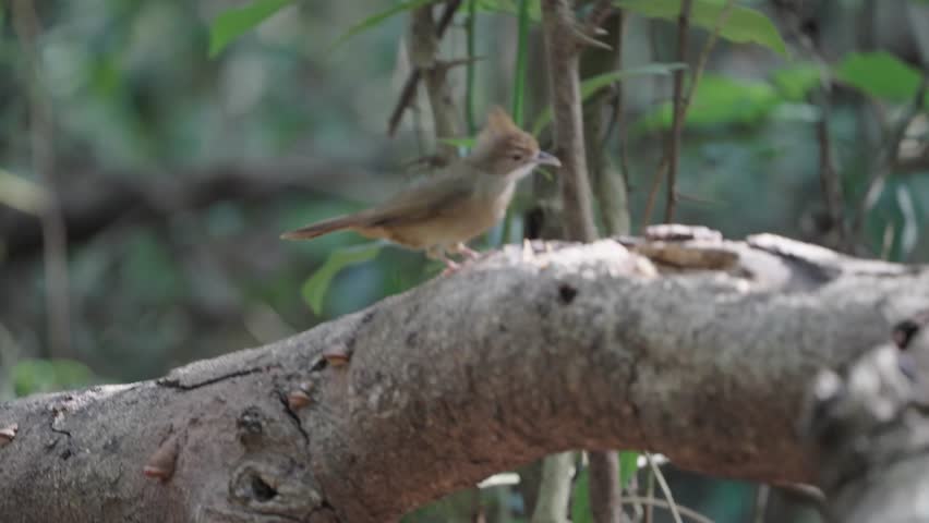 Small bird perched on a tree branch in a lush forest environment during daytime