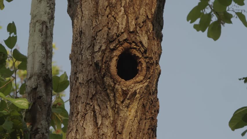 Natural tree hollow as wildlife habitat in a forest during daylight near a clear sky