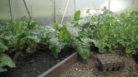 Lettuce, herbs and planting trays in a small greenhouse. - Powered by Shutterstock - Get 15% off with code: PIKWIZARD15