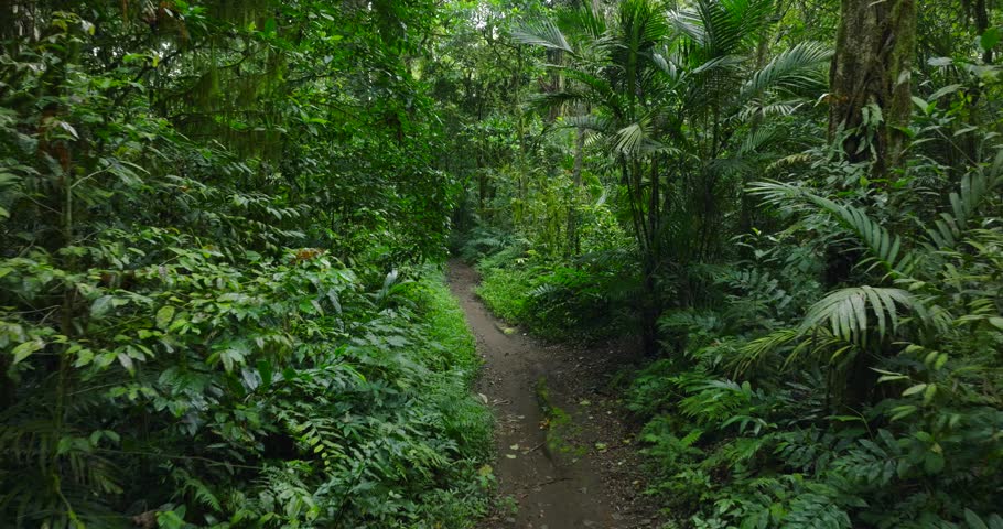Path in tropical forest with lots of trees and leaves