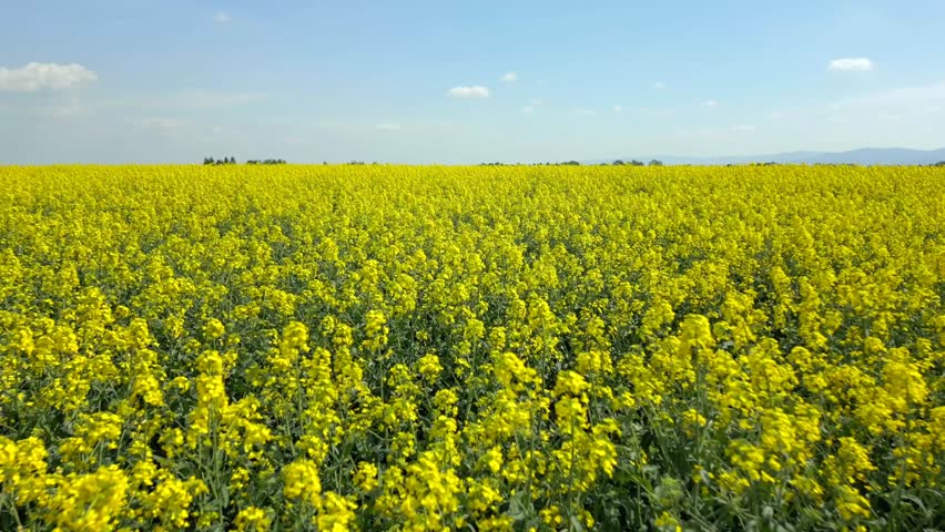 Slow drone flight over blooming yellow rapeseed field on a sunny spring day. Peaceful countryside landscape with flowers and blue sky.