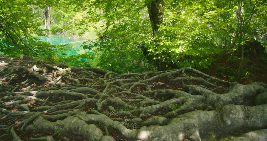 Exposed tree roots over forest floor near turquoise lake in Plitvice Lakes National Park, Croatia
