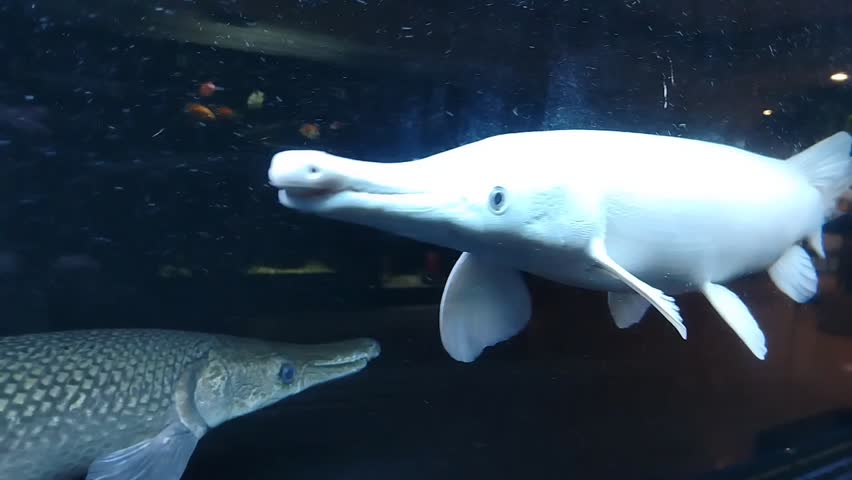 Serene Underwater Scene Large White Fish with Smooth, Elongated Body and Delicate Fins Gracefully Swims in Aquarium, Showcasing Its Unique Aquatic Beauty.