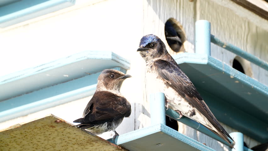 purple martin couple squawking at each other sound audio