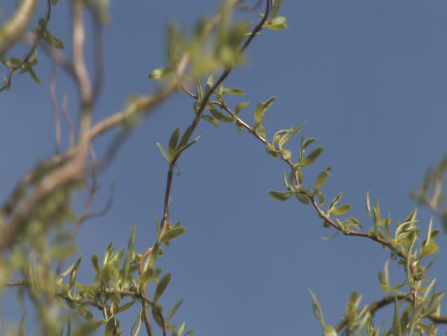 Close-up of a tree blossoming. 