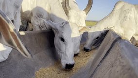 Cattle feeding Coproduct dry distiller grain feedlot intensive production system beef cattle - Powered by Shutterstock - Get 15% off with code: PIKWIZARD15