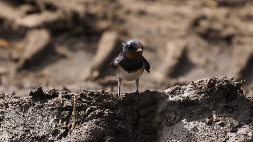 Barn Swallow sitting on mud, waiting to collect the dirt and bring it to the nest, where it builds it from this material. 