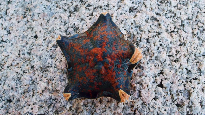 Sea star (Patiria pectinifera, red). Sea of Japan. Siberian coast, Far East. Omnivorous scavengers, predators. Discovering corpse of large animal, they turn stomach onto it and digest it outside body