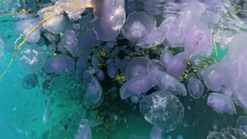 Underwater video showing a sea filled with hundreds of jellyfish (jellyfish bloom) in the Red Sea, Egypt