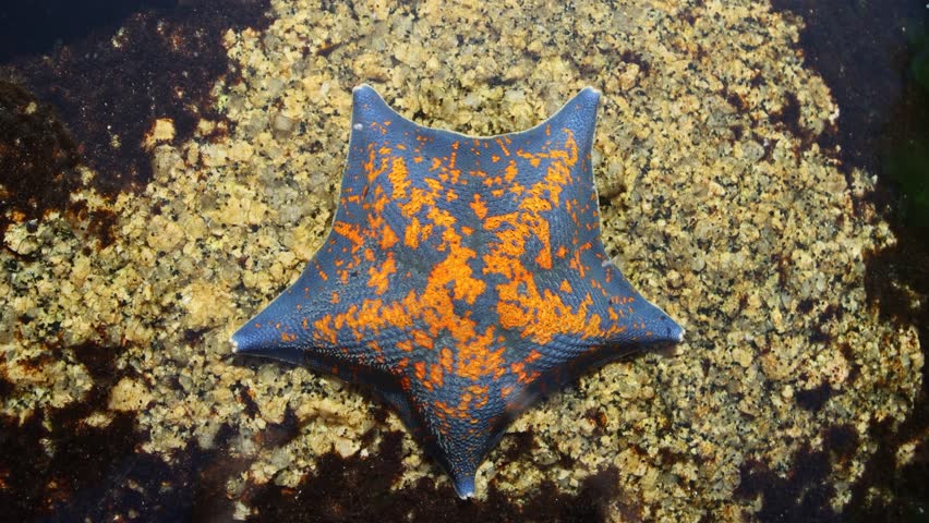 Sea star (Patiria pectinifera, red). Sea of Japan. Siberian coast, Far East. Omnivorous scavengers, predators. Discovering corpse of large animal, they turn stomach onto it and digest it outside body