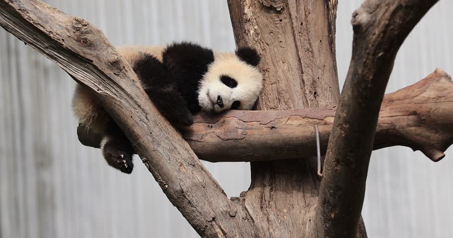 Baby giant panda sleeping in the zoo